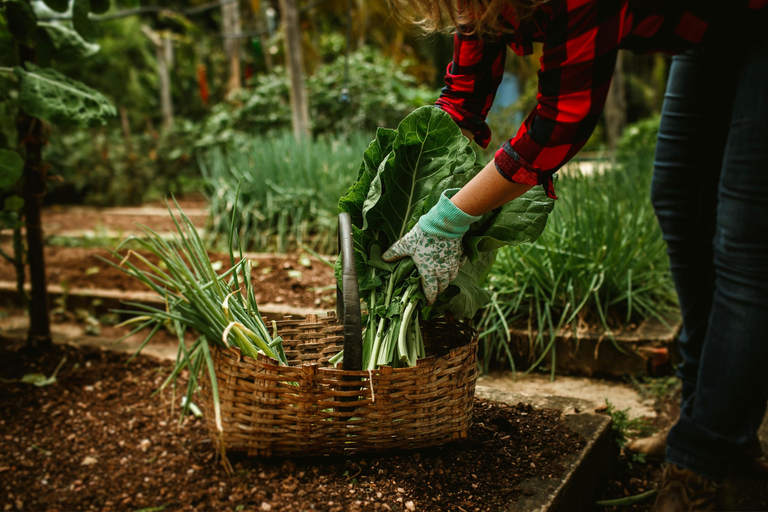 Work experience for people who are Deaf and hard of hearing in horticulture